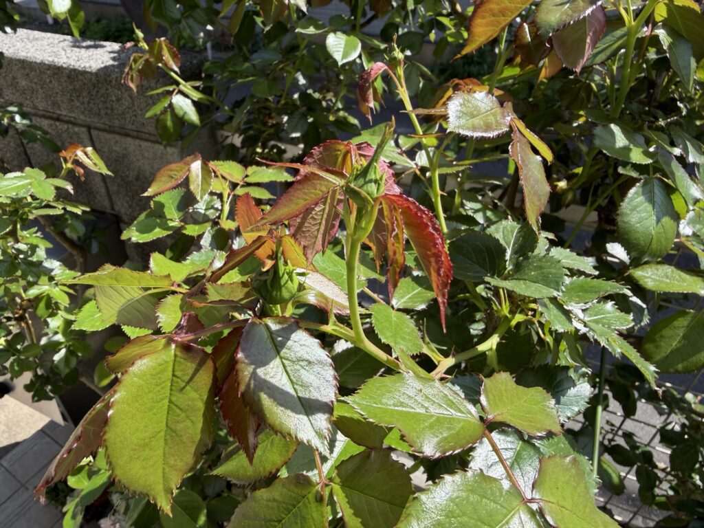 ２０２６年４月１２日　つぼみ　ピエール・ドゥ・ロンサール