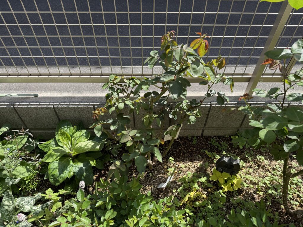 ２０２６年４月１２日　オデュッセイア