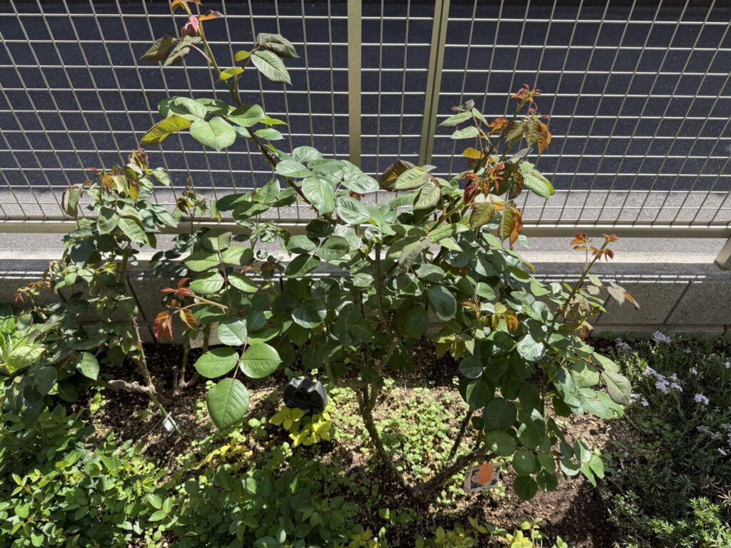 ２０２６年４月１２日　メルヘンツァウバー