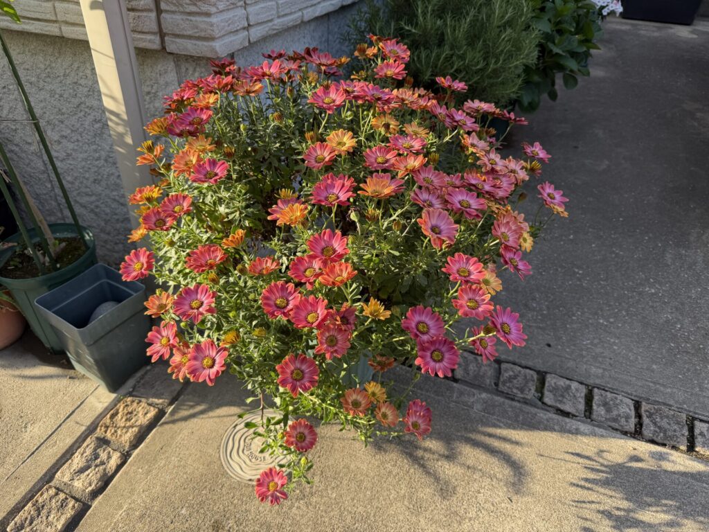 オステオスペルマム　ベリーズパイン　満開　４月１９日