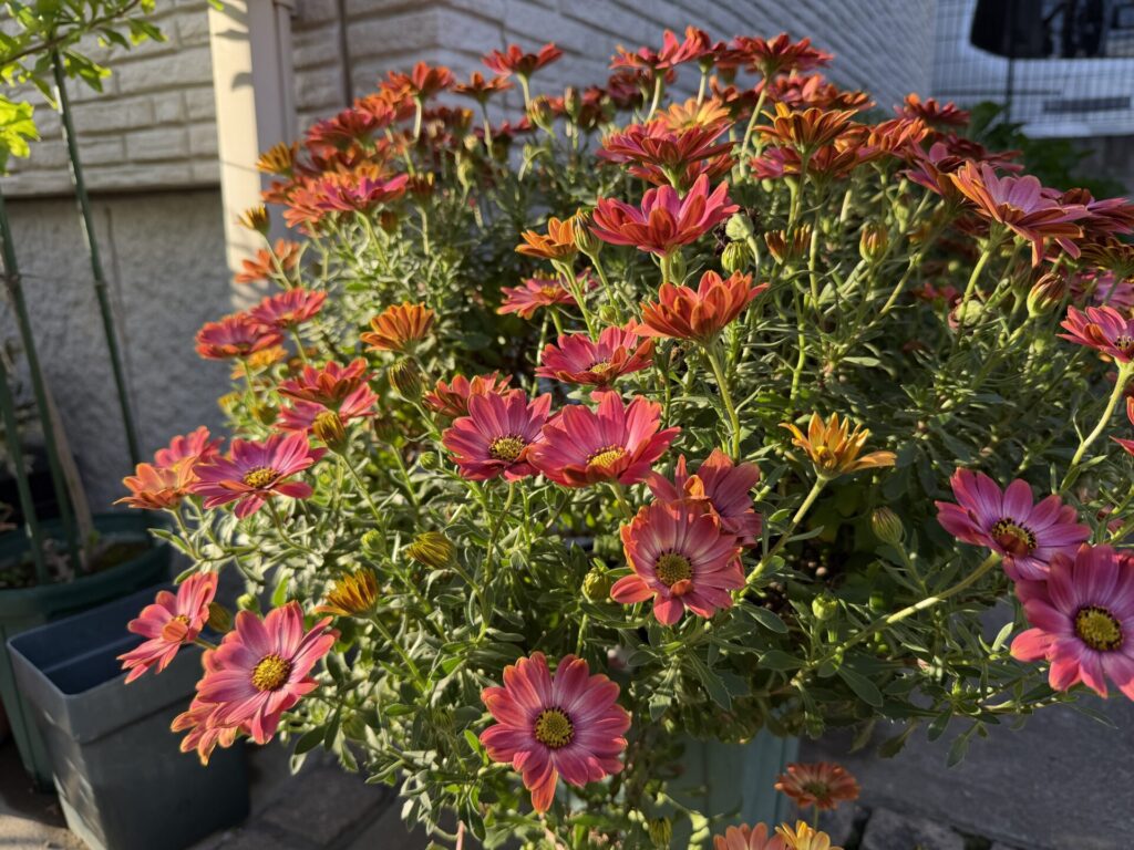 オステオスペルマム　ベリーズパイン　満開　４月１９日