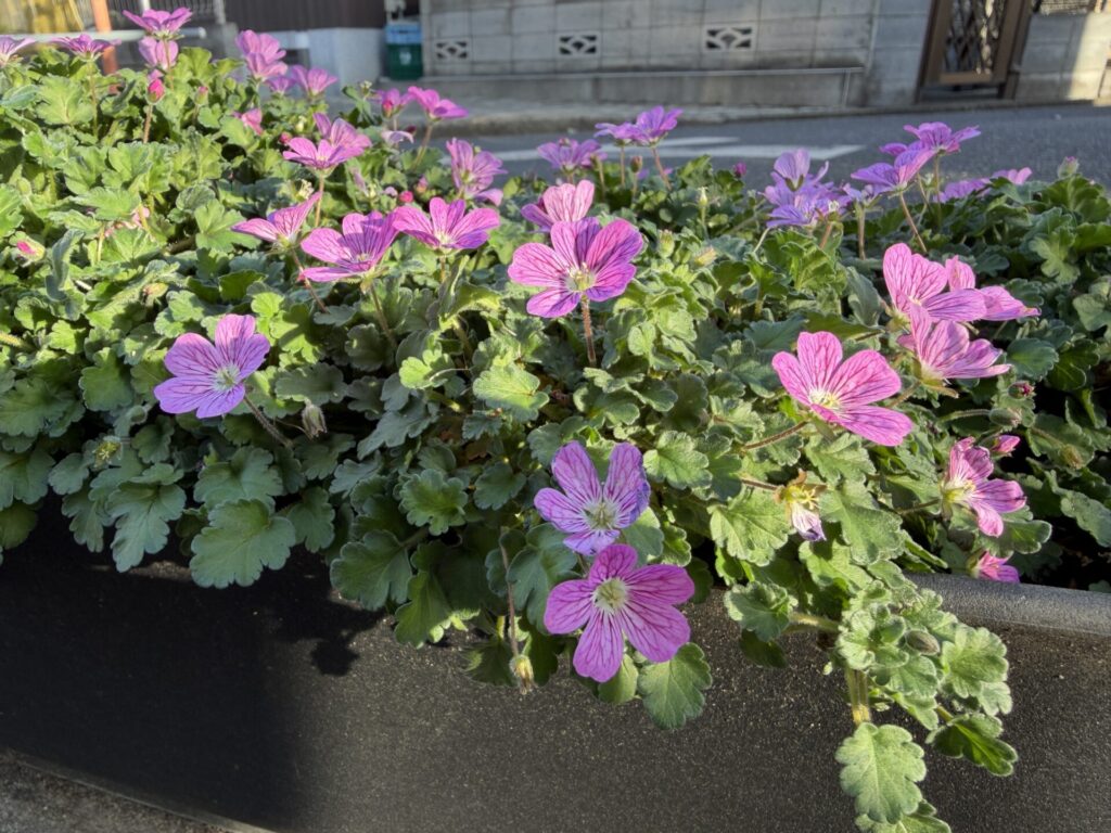 ヒメフウロソウ　４月１９日