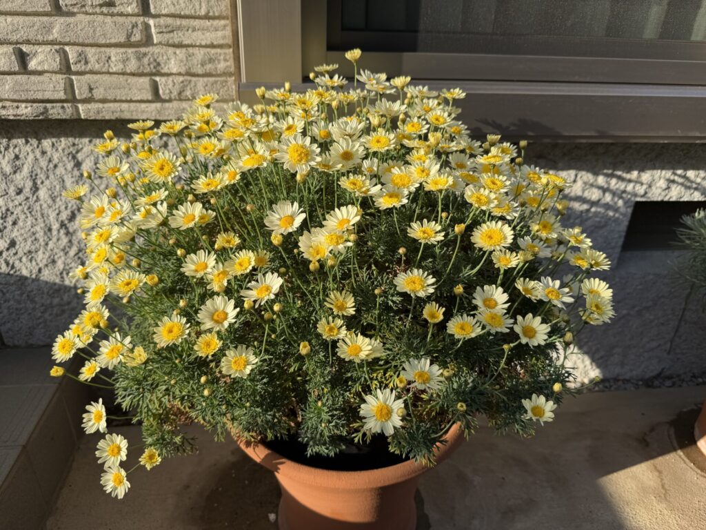 マーガレット　ソレミオ　満開