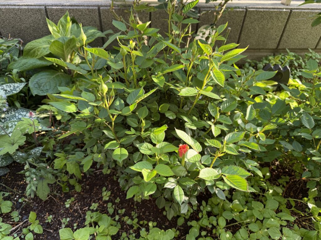 ポールセンローズ　ミニバラ