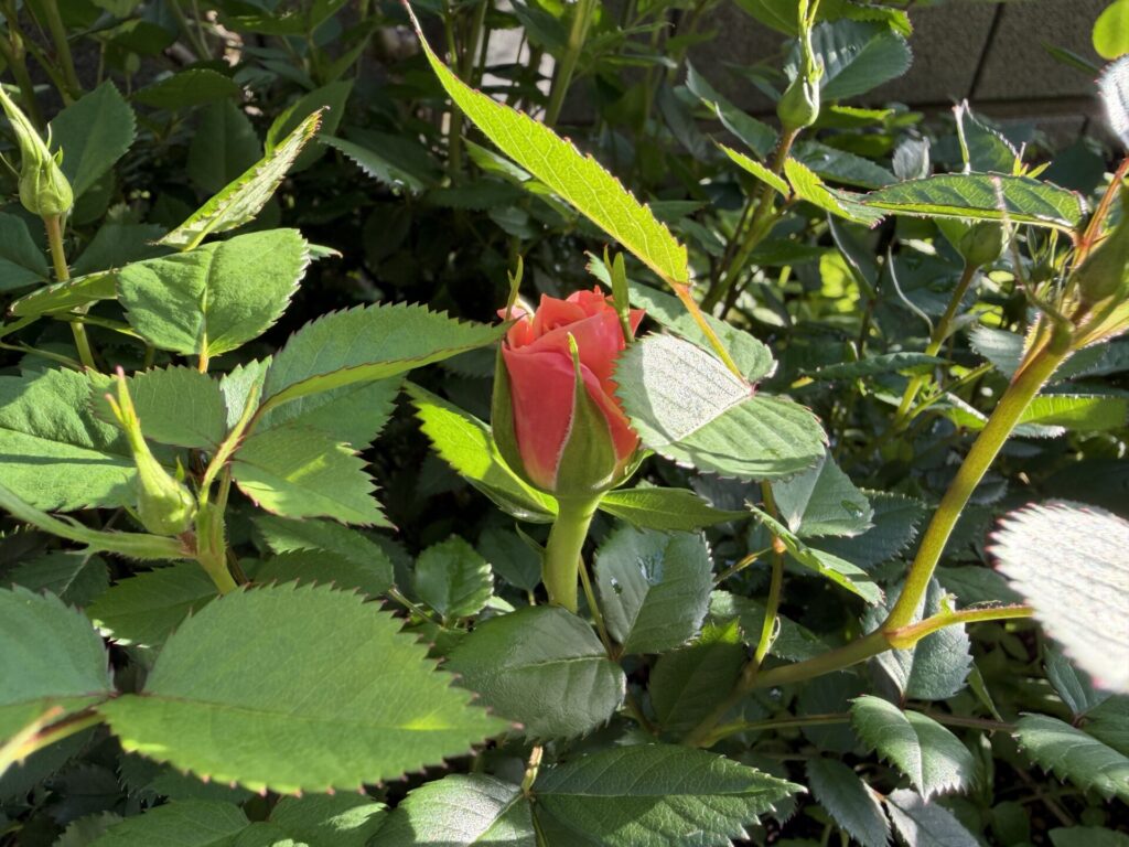 ポールセンローズ　ミニバラ