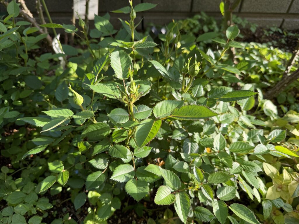 ポールセンローズ　ミニバラ　つぼみ