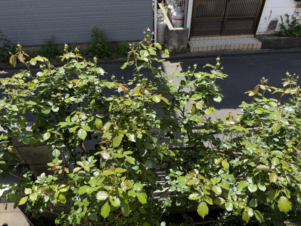 ピエール・ドゥ・ロンサール　つぼみ