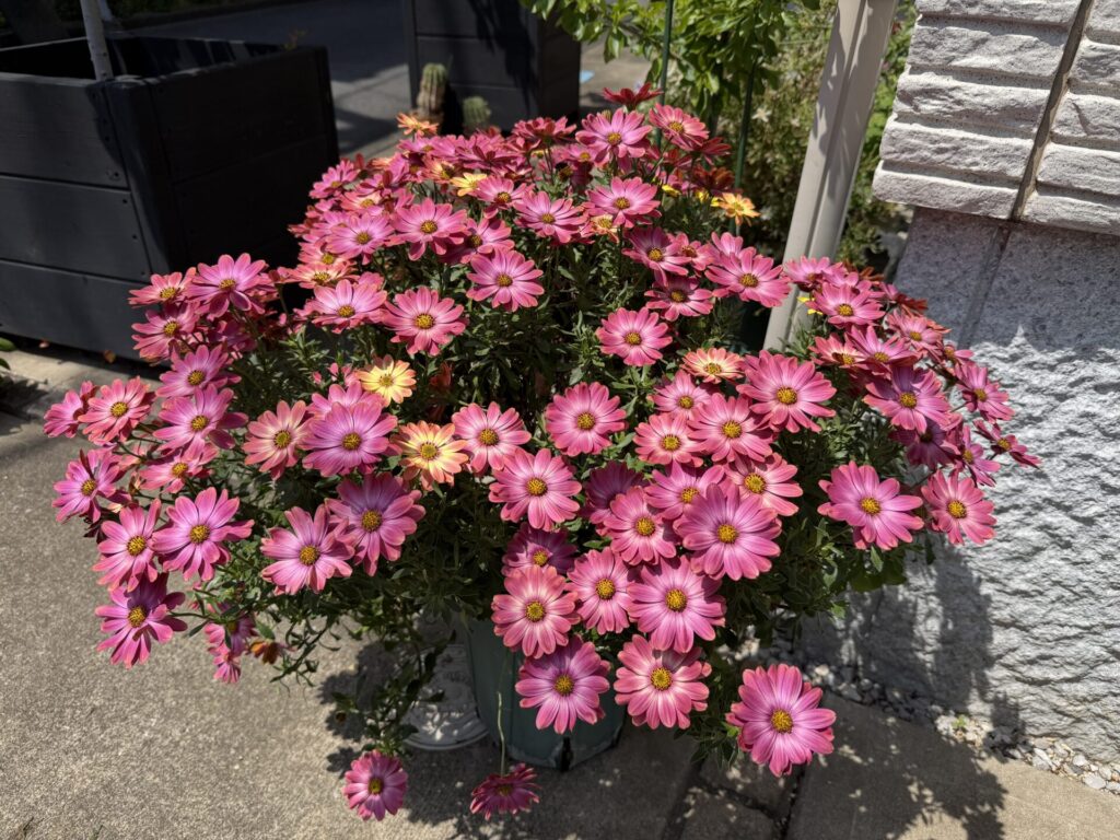 オステオスペルマム