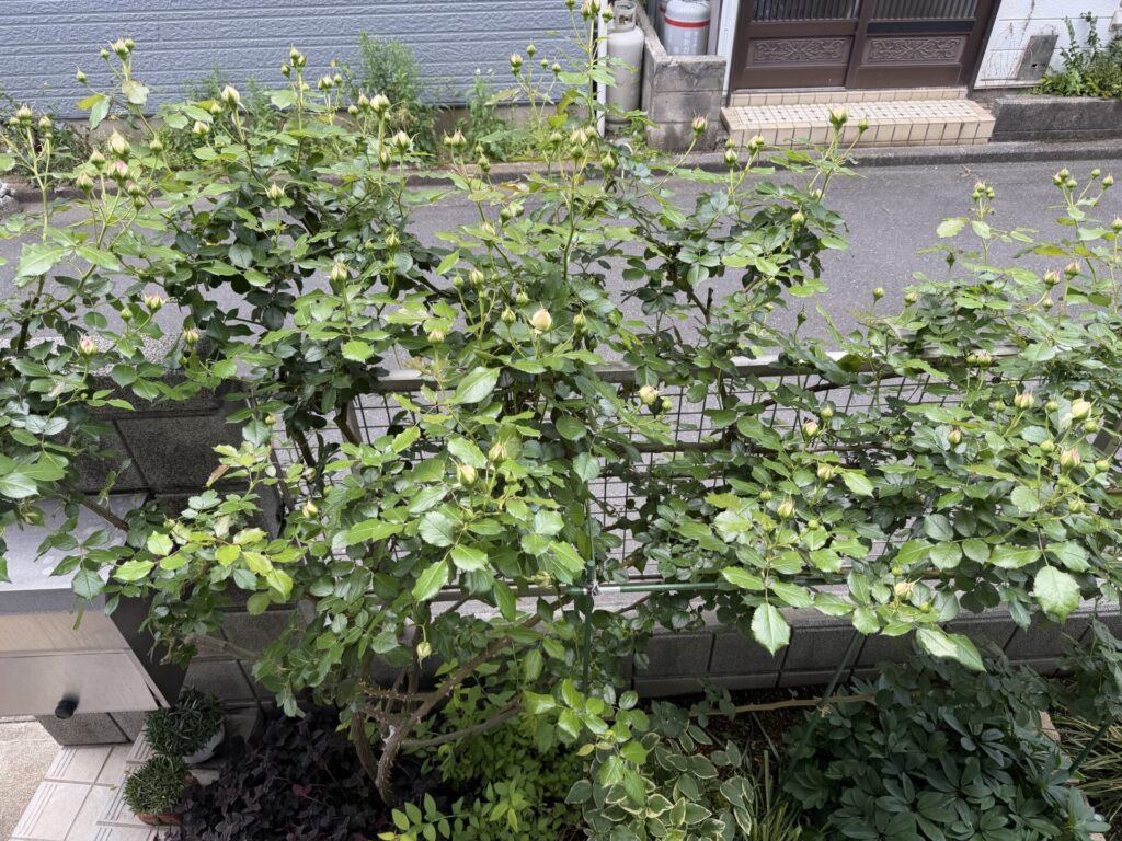 ピエール・ドゥ・ロンサール