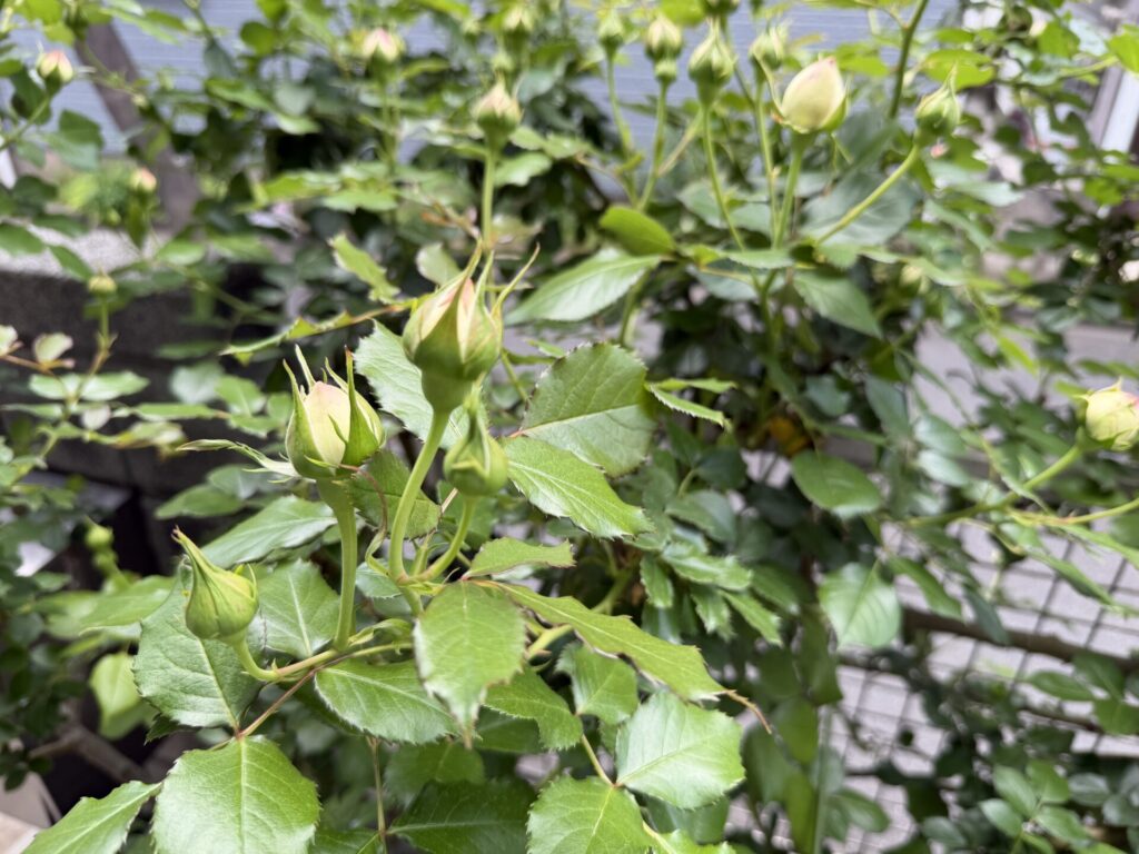 ピエール・ドゥ・ロンサール　つぼみ