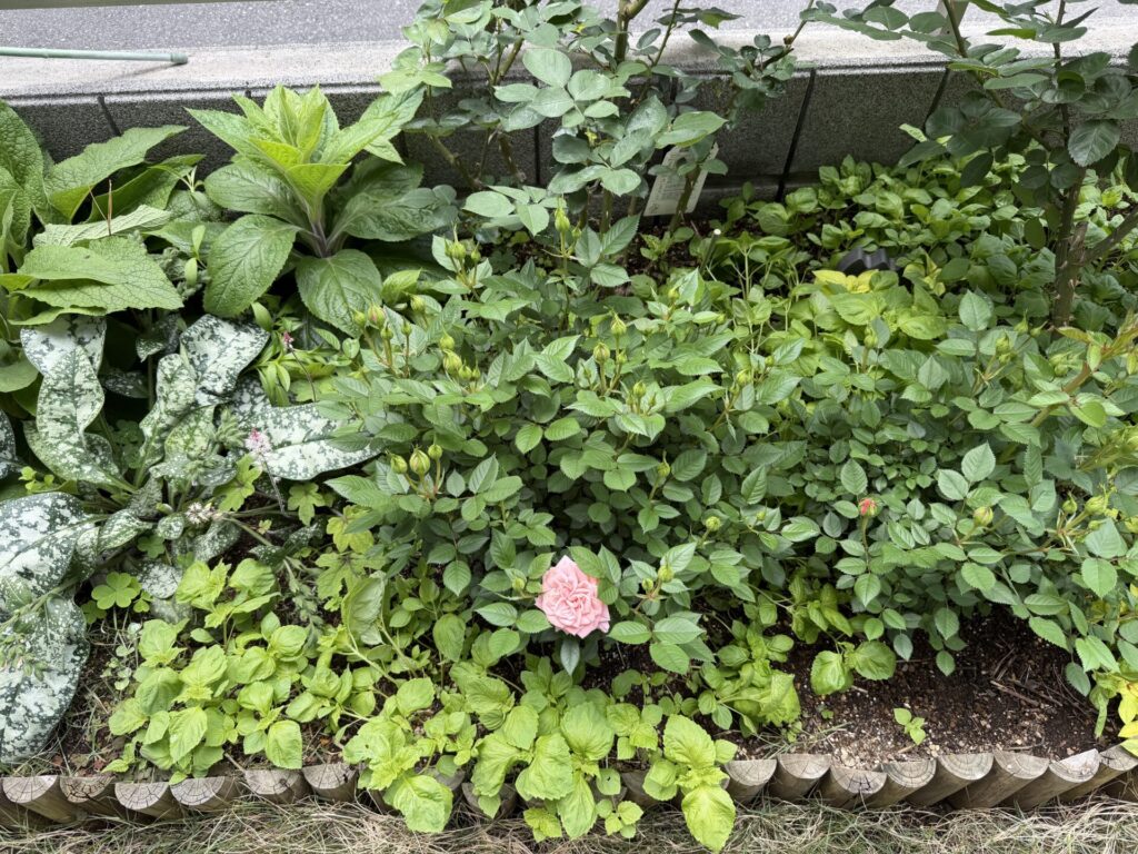 ポールセンローズ　ピンク