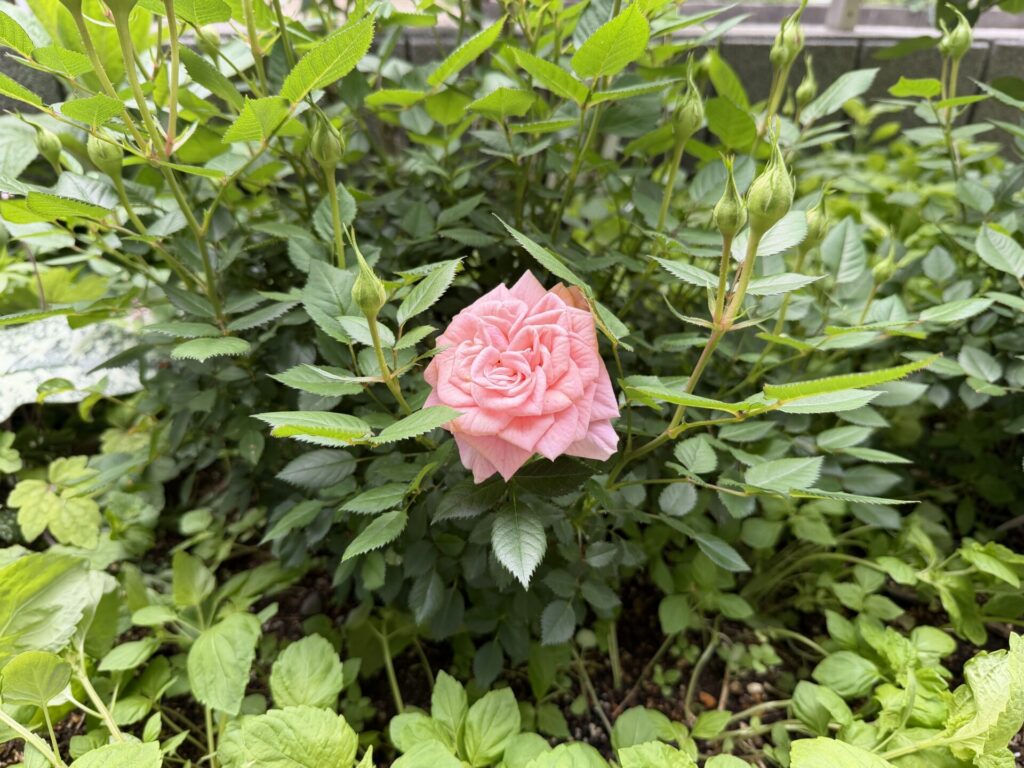 ポールセンローズ　ピンク