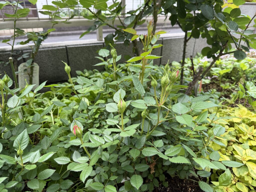 ポールセンローズ　ピンク