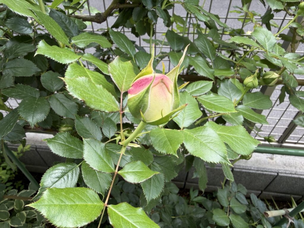 ピエール・ドゥ・ロンサール　つぼみ　お饅頭のよう