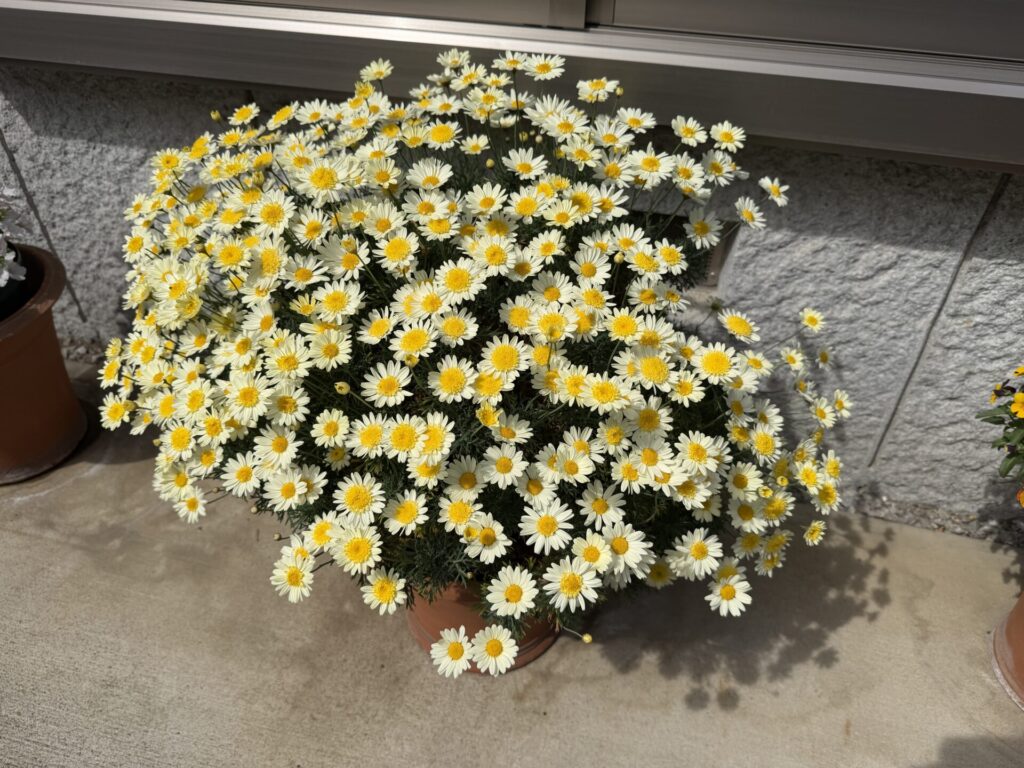 マーガレット　ソレミオ