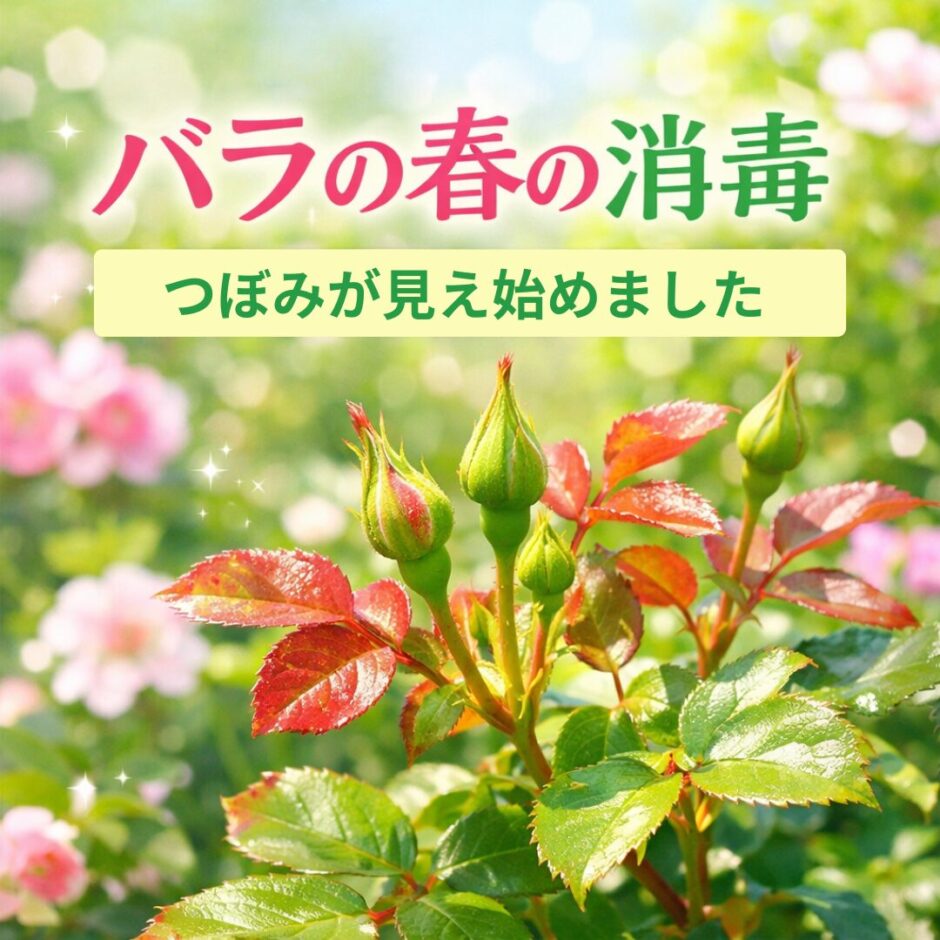 バラの春の消毒