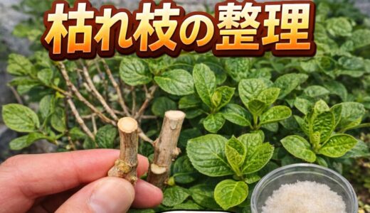 下のソーシャルリンクからフォロー