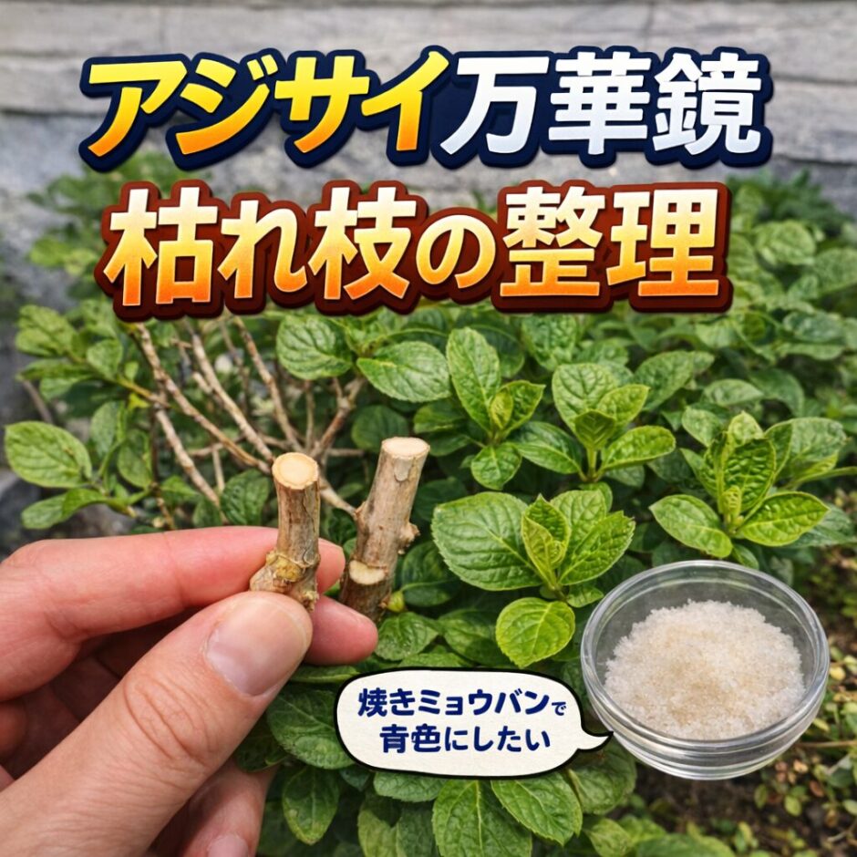 アジサイ　万華鏡　焼きミョウバンで青色にしたい