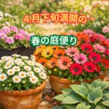 春本番！庭がにぎやかになってきました ― マーガレットからミニバラの蕾まで