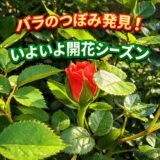 バラのつぼみ発見！　春の庭でいよいよ開花シーズン到来です
