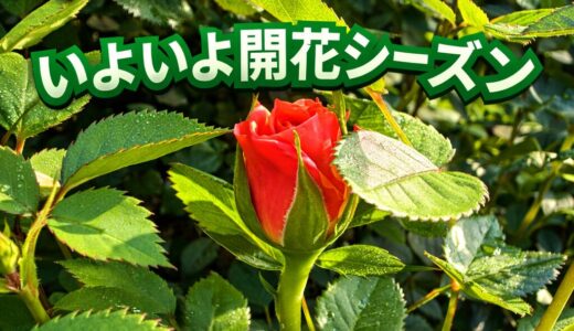 バラのつぼみ発見！　春の庭でいよいよ開花シーズン到来です