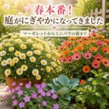 春本番！庭がにぎやかになってきました ― マーガレットからミニバラの蕾まで