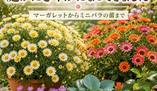春本番！庭がにぎやかになってきました ― マーガレットからミニバラの蕾まで