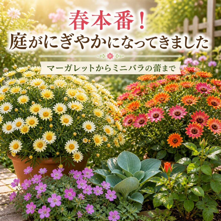 春の花　マーガレット　オステオスペルマム