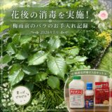 花後の消毒を実施！梅雨前のバラのお手入れ記録【2026年5月】