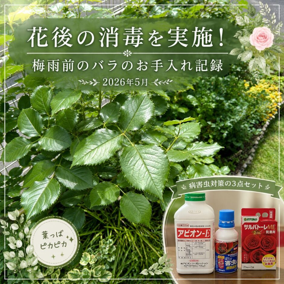バラの花後の消毒　５月末