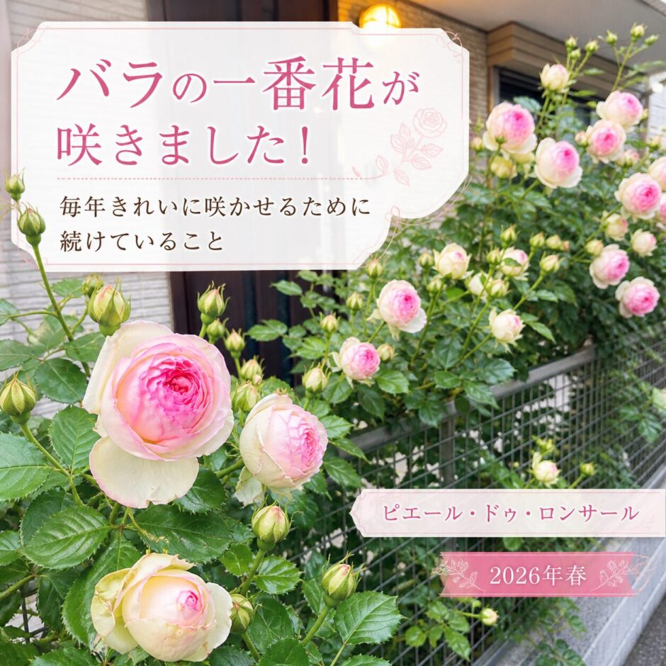 ピエール・ドゥ・ロンサール　開花　５月初旬
