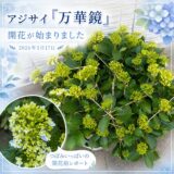 アジサイ「万華鏡」の支柱作業——今年はギリギリのタイミングになってしまいました【2026年5月】