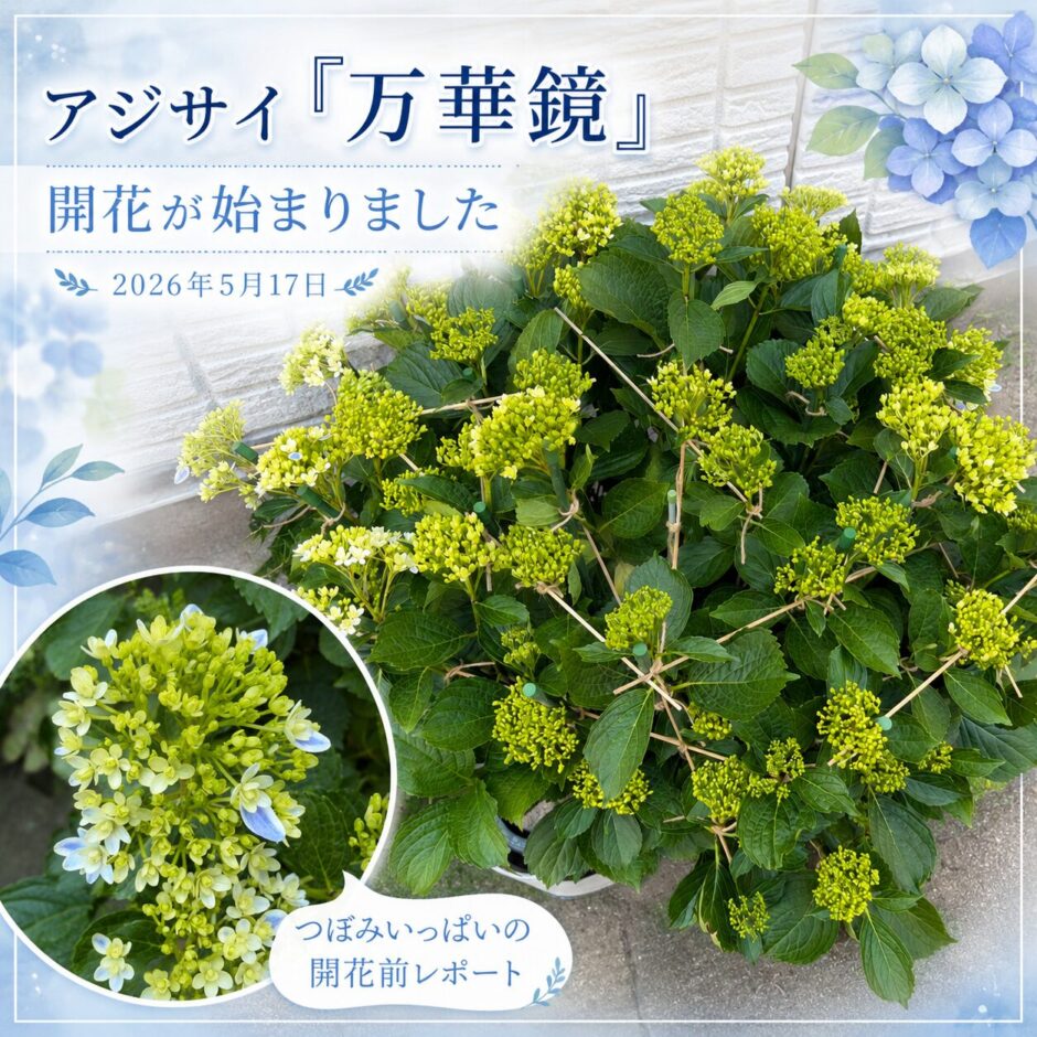アジサイ万華鏡　支柱作業