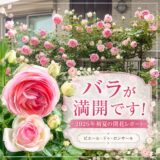 バラが満開です！2026年初夏の開花レポート