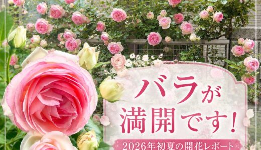 下のソーシャルリンクからフォロー