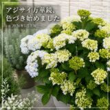 アジサイ万華鏡、色づき始めました【2026年5月下旬】