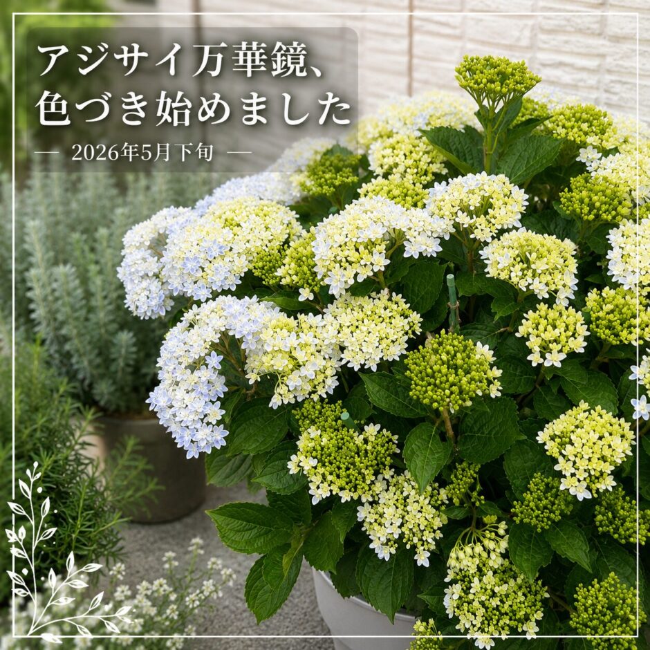 アジサイ万華鏡　色づき始め