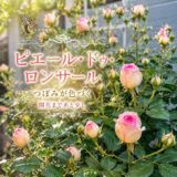 ピエール・ドゥ・ロンサール、開花まであと少し！昨夜のつぼみの様子