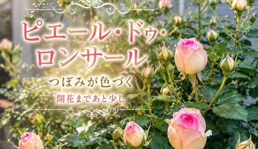 下のソーシャルリンクからフォロー