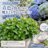 アジサイ「万華鏡」に青色を出すための焼きミョウバンの使い方【実践記録】