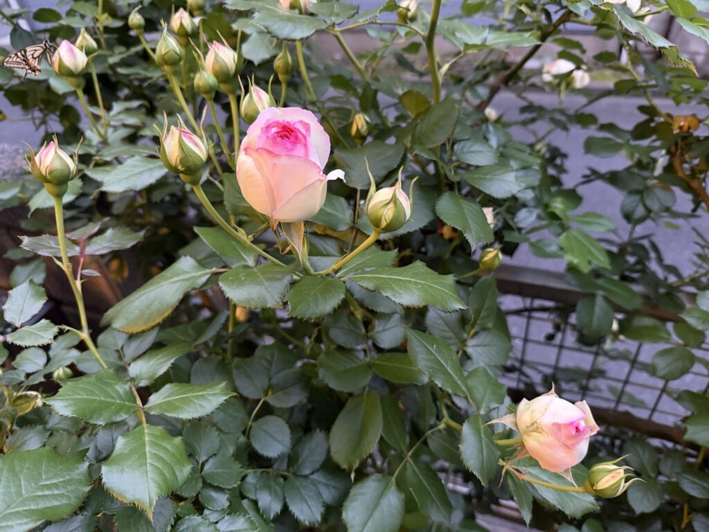 ピエール・ドゥ・ロンサール　開花直前