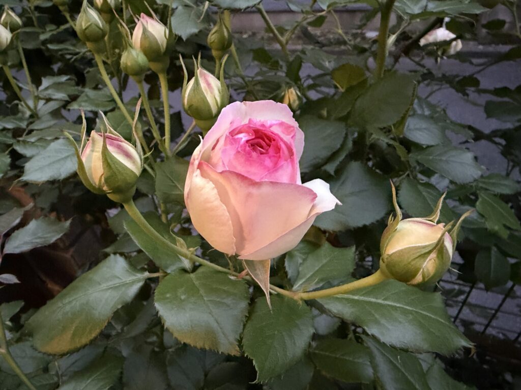 ピエール・ドゥ・ロンサール　開花直前