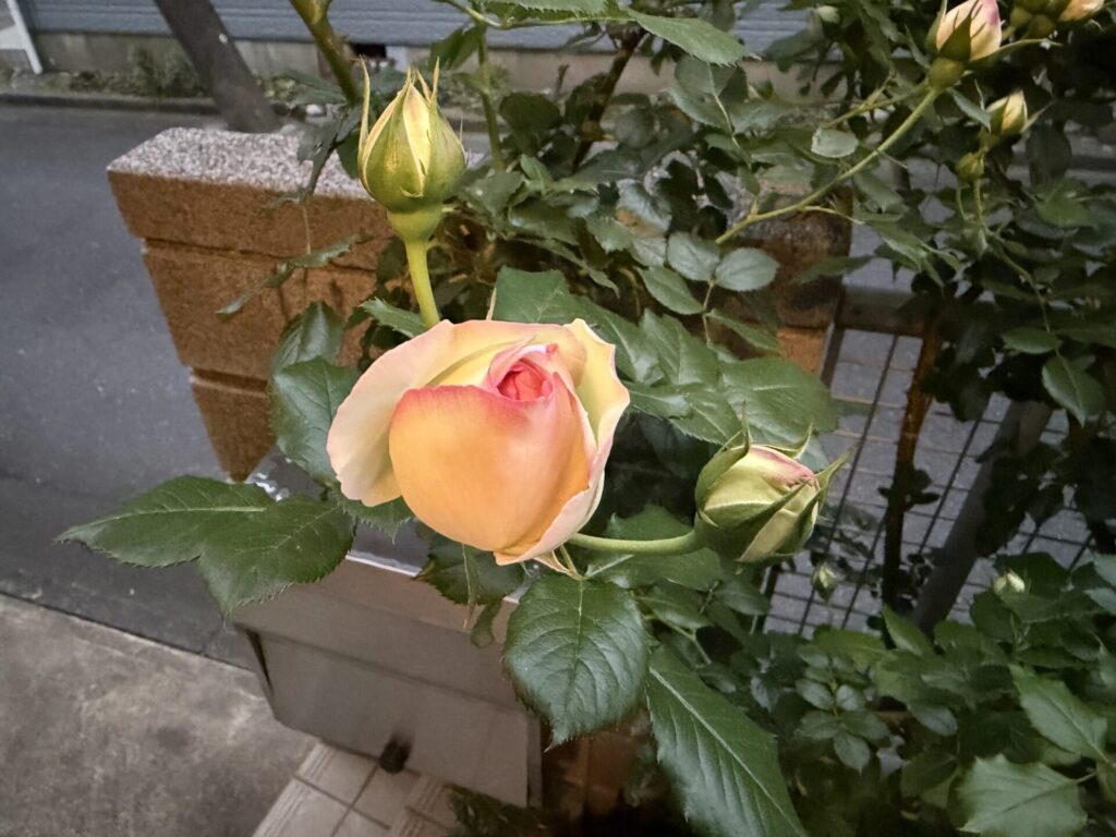 ピエール・ドゥ・ロンサール　開花直前