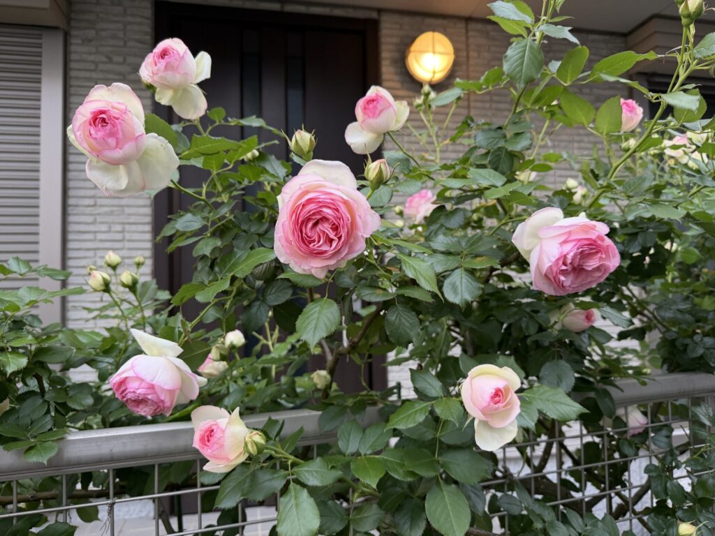 ピエール・ドゥ・ロンサール　５月３日　開花状況