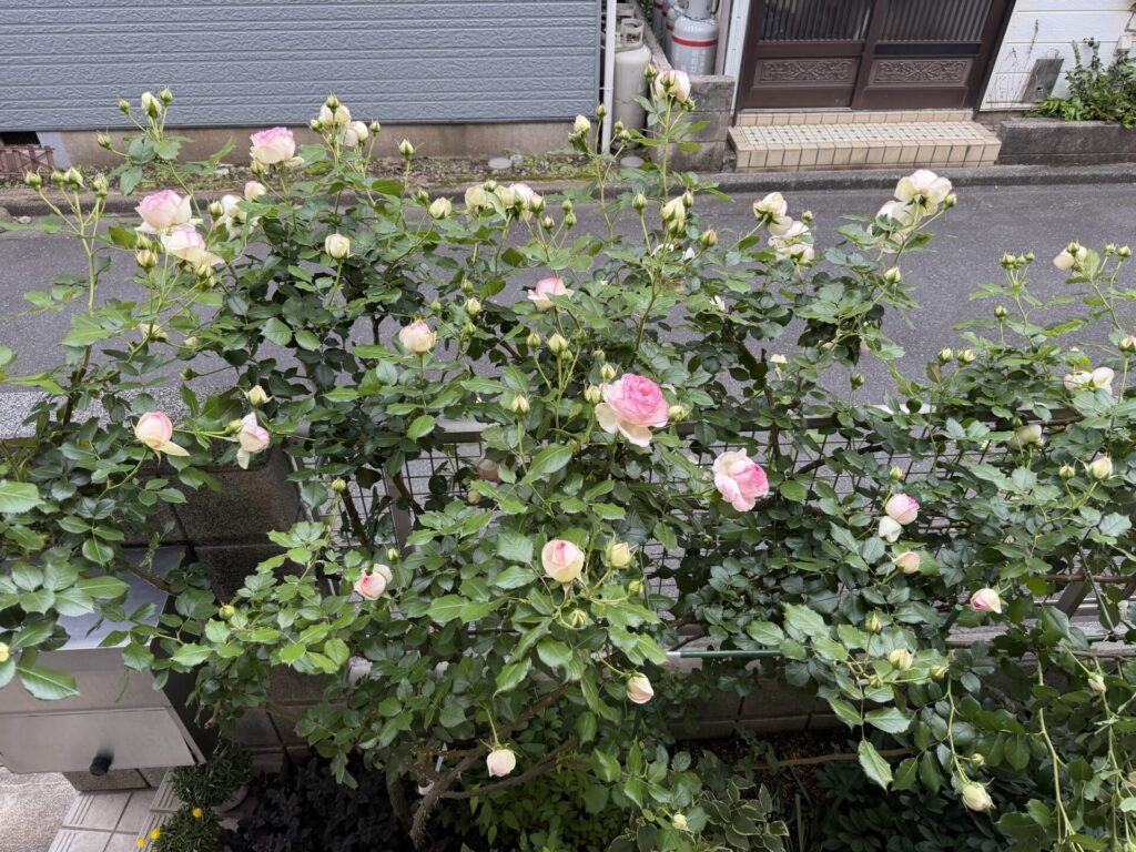 ピエール・ドゥ・ロンサール　５月３日　開花状況