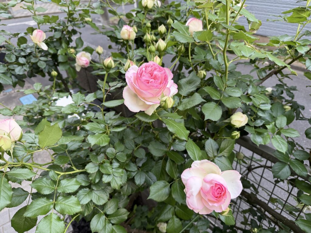 ピエール・ドゥ・ロンサール