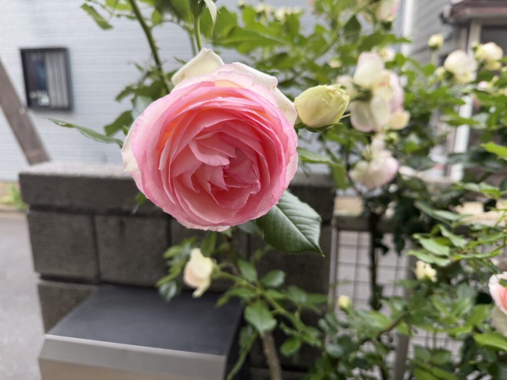 ピエール・ドゥ・ロンサール　きれいなところ