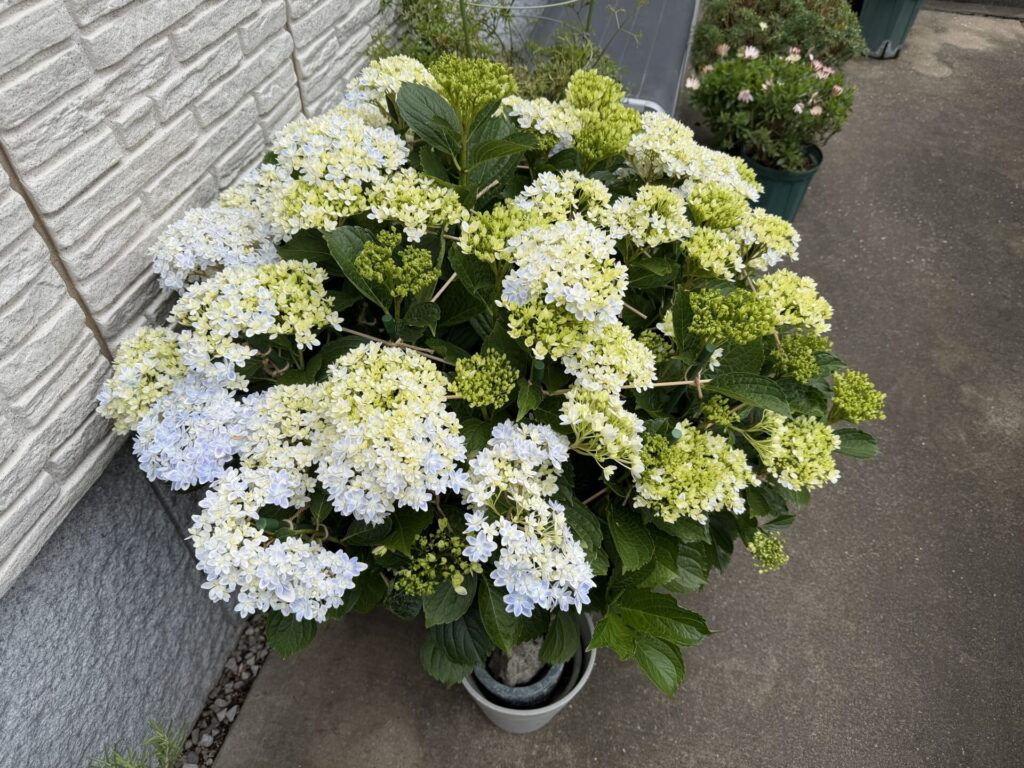 アジサイ　万華鏡　色づき始め