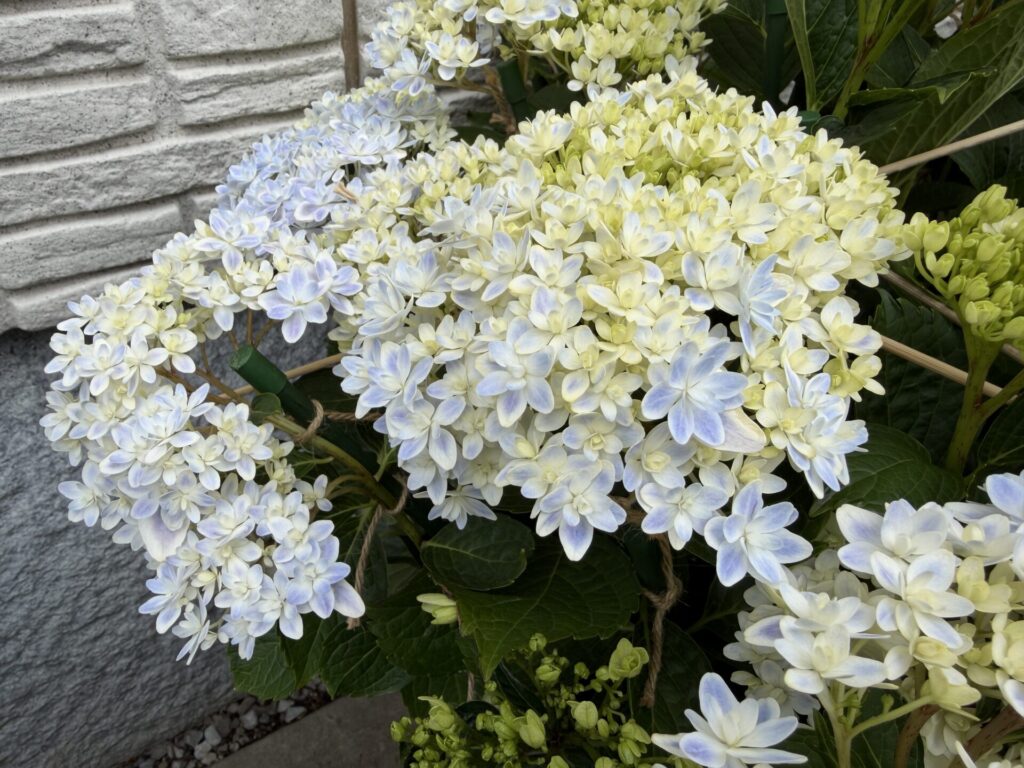 アジサイ万華鏡　ミョウバンの効果はいかに