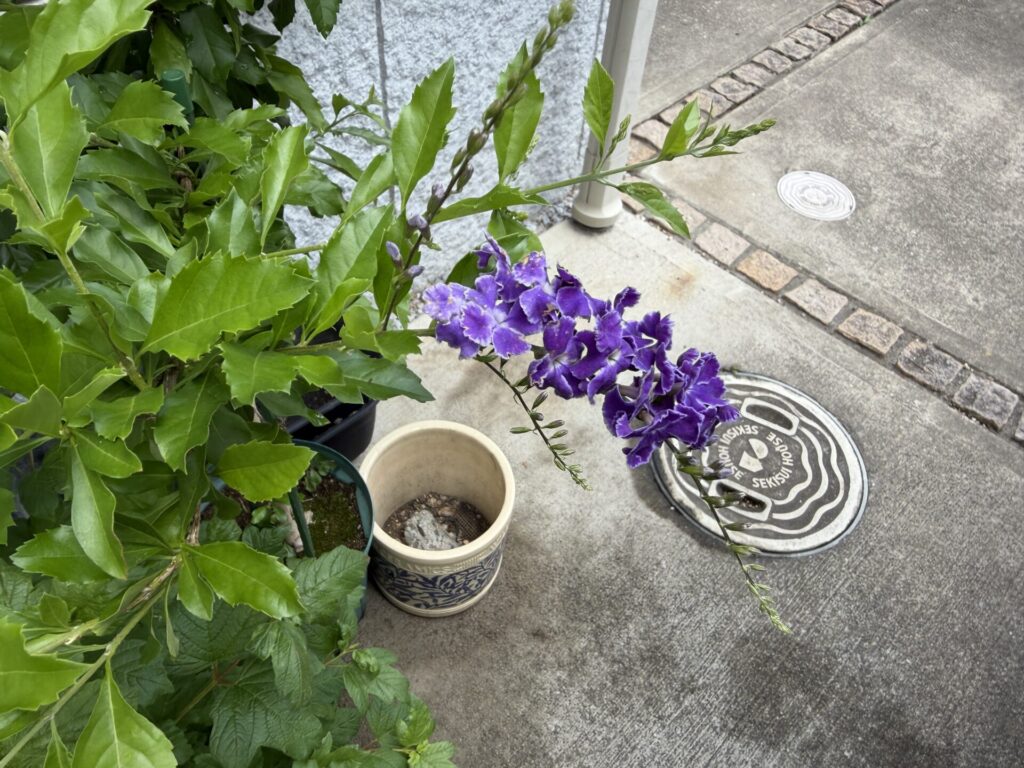 デュランタ：宝塚　５月末　咲き始め